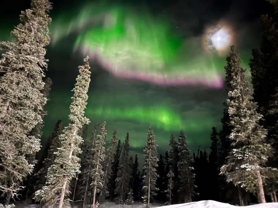 Denali National Park: Full-Day Fairbanks-Denali Adventure - Why the SHERP is the reason to go