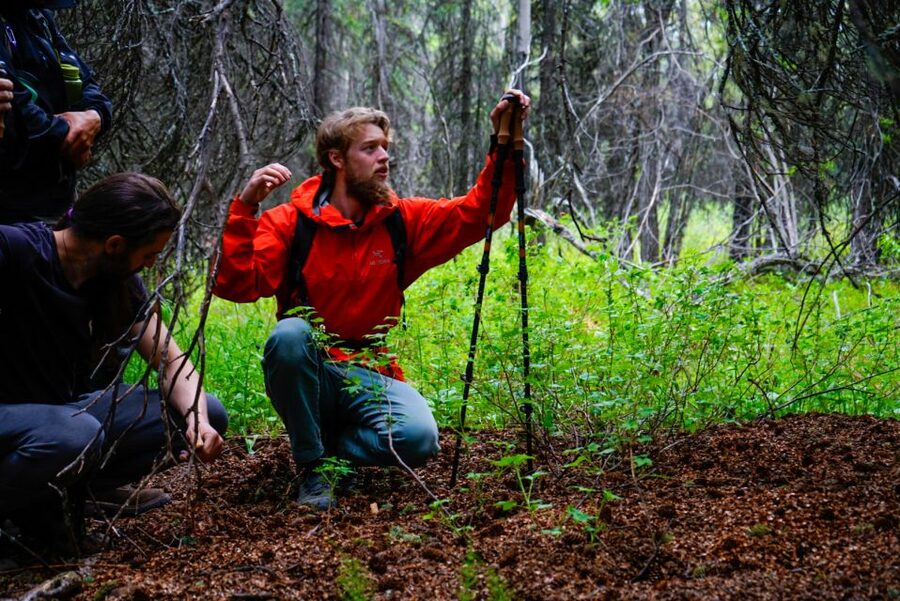Denali: Naturalist Walking Tour in Denali National Park - What you may see, and what you should not expect