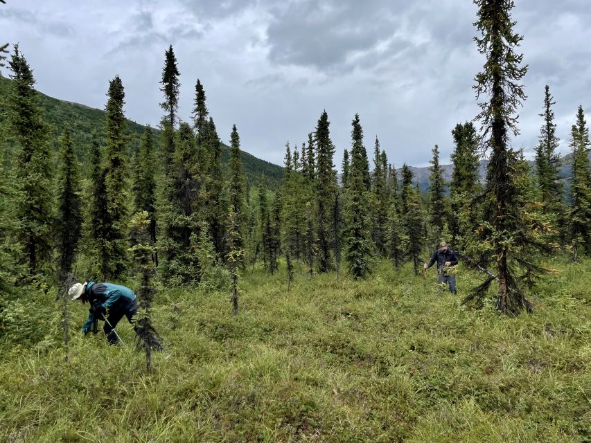 Denali: Naturalist Walking Tour in Denali National Park - Should you book the Denali Naturalist Walking Tour?