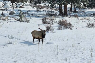 Denver/Boulder: Rocky Mountain National Park Tour