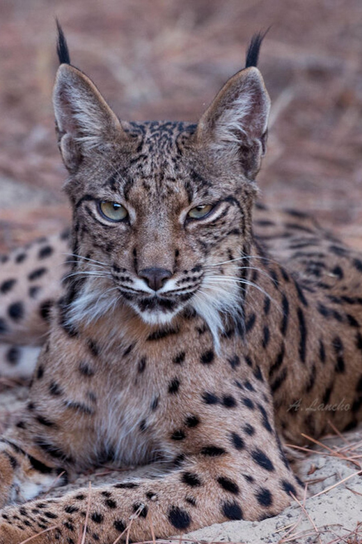 Discover Doñana & Iberian Lynx: Premium Nature Tour - Key points to know before booking