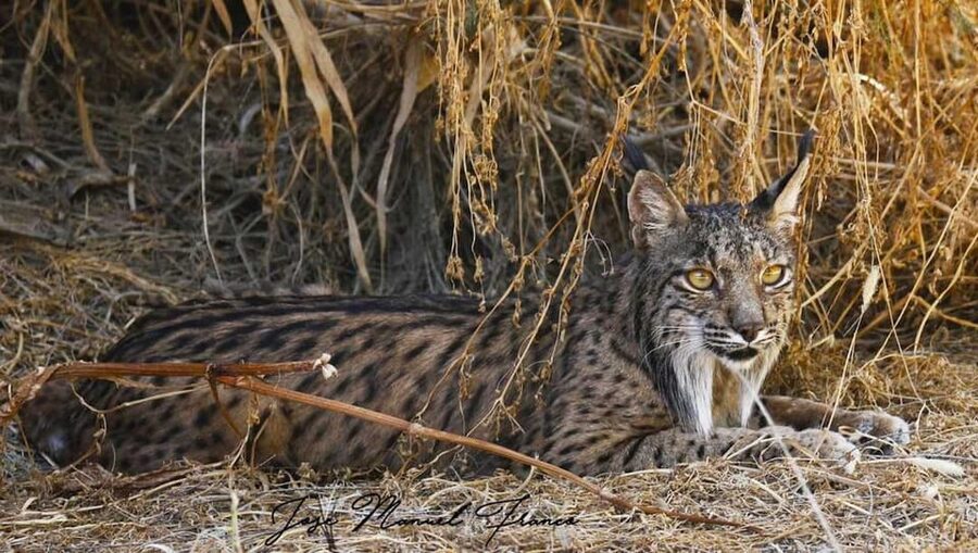 Discover Doñana & Iberian Lynx: Premium Nature Tour - A 4x4 introduction to northern Doñana