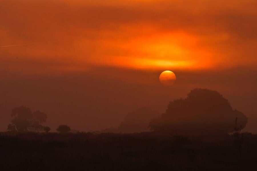 Discover Doñana & Iberian Lynx: Premium Nature Tour - What the Iberian lynx promise really means