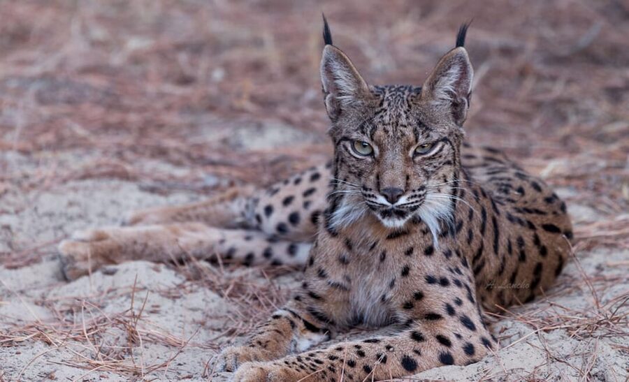 Discover Doñana & Iberian Lynx: Premium Nature Tour - Coto del Rey and the King’s Palace