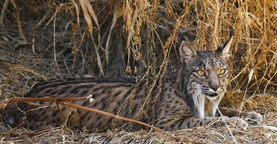 Discover Doñana & Iberian Lynx: Premium Nature Tour - Marshes, woodland, and the changing wildlife