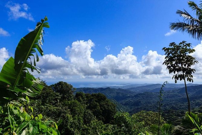 Discover El Yunque National Park: Half-Day Rainforest Tour - Quick takeaways for planning