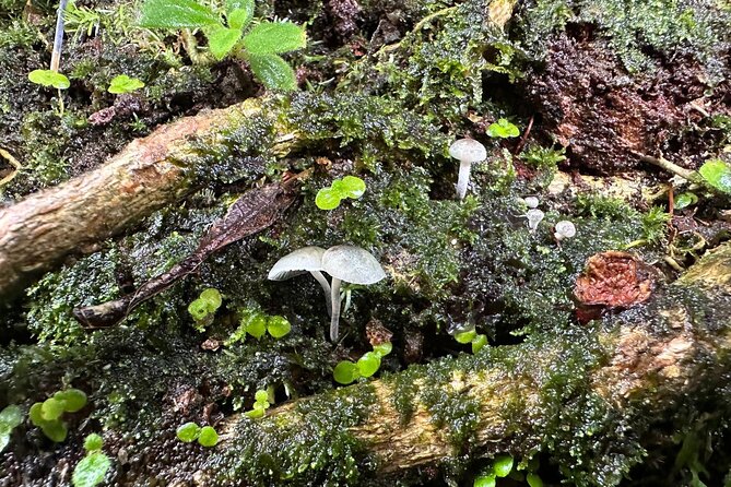 Discover El Yunque National Park: Half-Day Rainforest Tour - The guide can make or break the day