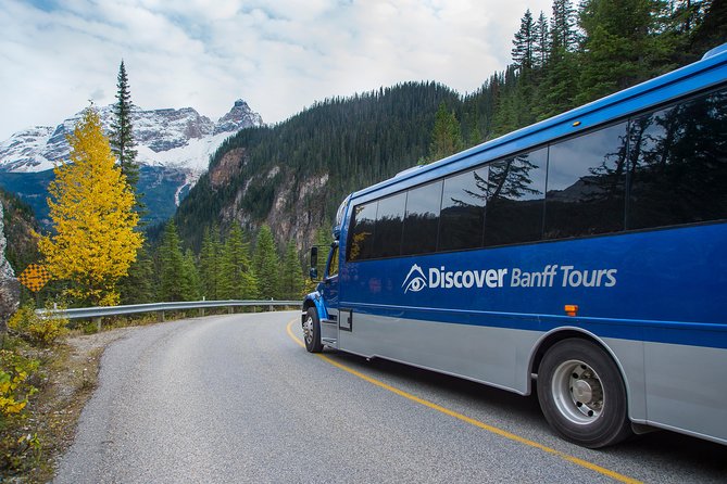 Discover Grizzly Bears from Banff - A full day from Banff, with pickup made simple