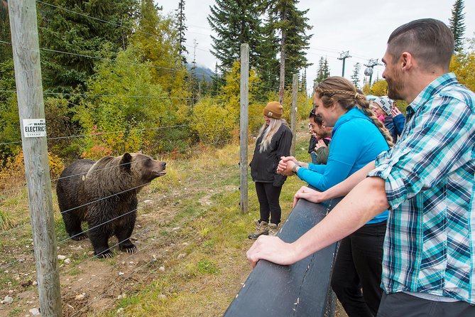 Discover Grizzly Bears from Banff - What the day is really worth