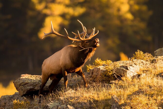 Discover Rocky Mountain National Park - Who should book this day trip?
