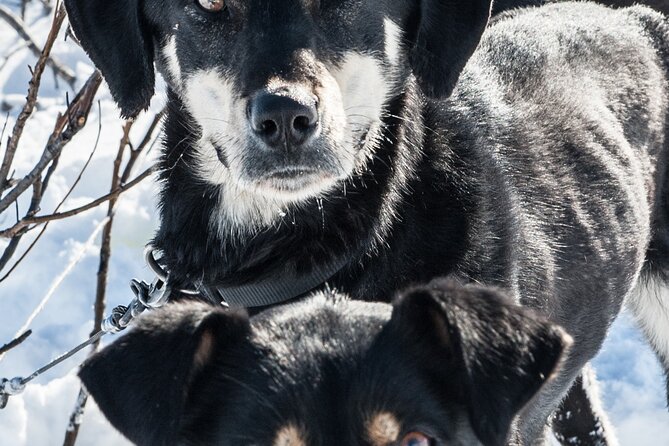 Dog Sledding - Subarctic Wilderness Tour - Coffee, tea, and a warm break