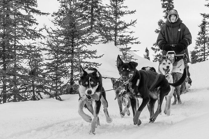 Dog Sledding - Subarctic Wilderness Tour - Helping prepare the team