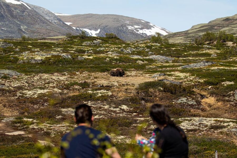 Dovrefjell National Park: Hiking Tour and Musk Ox Safari - Key points to know before you book