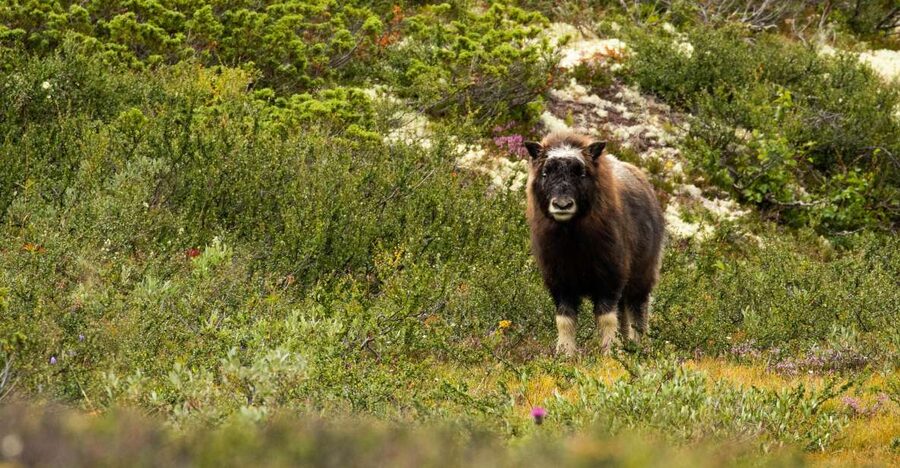 Dovrefjell National Park: Hiking Tour and Musk Ox Safari - A six-hour hike with no fixed animal route