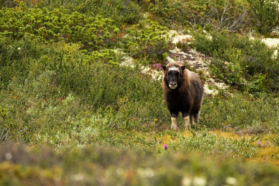 Dovrefjell National Park: Hiking Tour and Musk Ox Safari - The value of a $64 wildlife outing