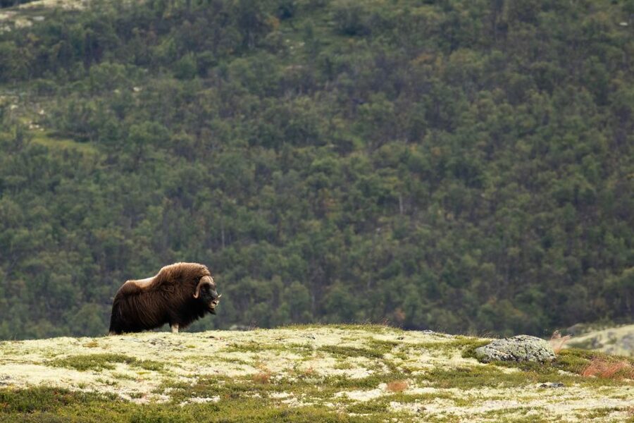 Dovrefjell National Park: Hiking Tour and Musk Ox Safari - A responsible way to see wild animals