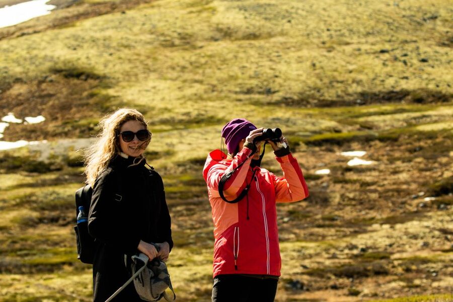 Dovrefjell National Park: Hiking Tour and Musk Ox Safari - Should you book the Dovrefjell musk ox safari?