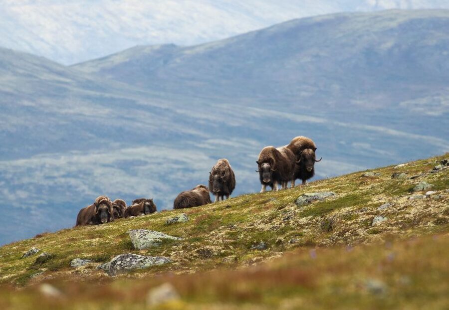 Dovrefjell National Park: Hiking Tour and Musk Ox Safari - The 09:45 meeting at Hjerkinn
