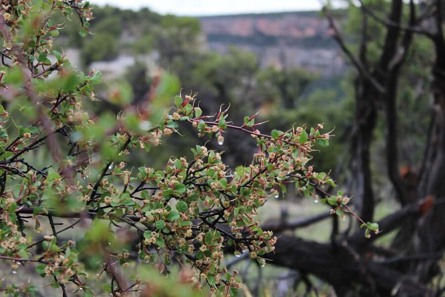 Durango: Mesa Verde National Park, Cliff Palace Tour w/Lunch - More villages, kivas, and a Four Corners view