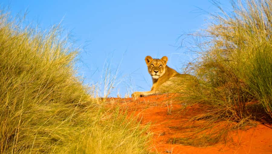 Durban: Hluhluwe Imfolozi Safari & iSimangaliso Tour - Two parks, one very full day from Durban