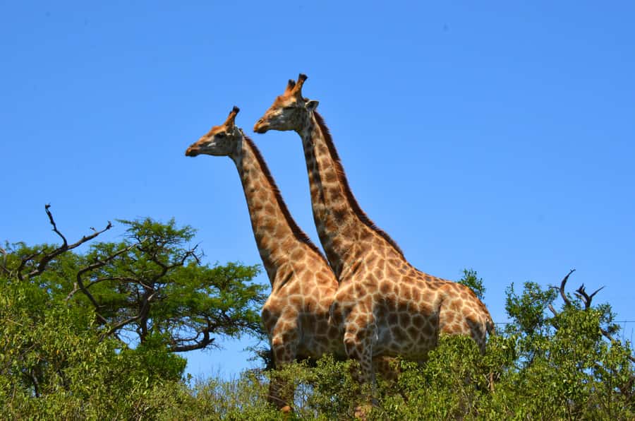 Durban: Hluhluwe Imfolozi Safari & iSimangaliso Tour - iSimangaliso’s hippos and crocodiles by boat