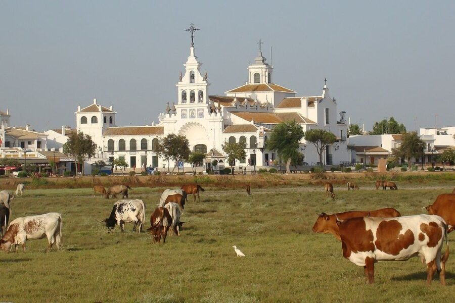 El Rocío: Doñana National Park 4x4 Guided Tour - Coto del Rey pine forests and Matasgordas cork oaks