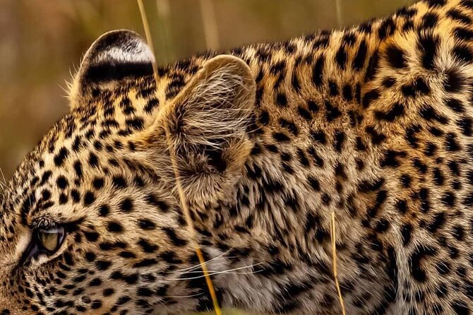 Elephant Special Serengeti & Ngorongoro Crater 5 Days / 4 Nights - Five parks and one archaeological stop in five days