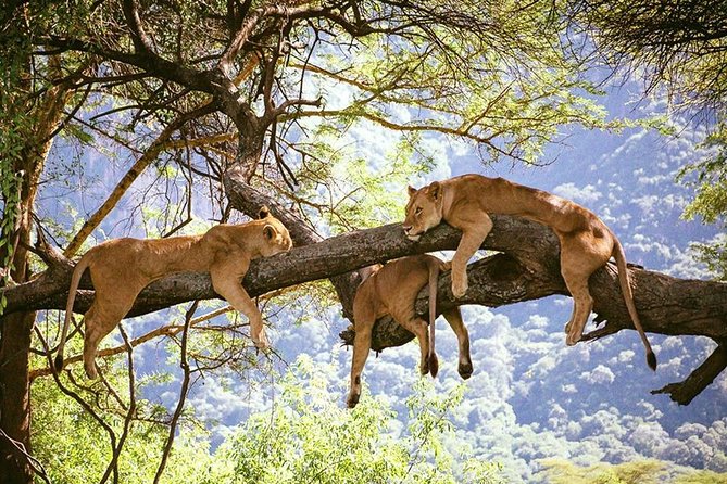 Elephant Special Serengeti & Ngorongoro Crater 5 Days / 4 Nights - Day 2: Olduvai Gorge on the way to the Serengeti