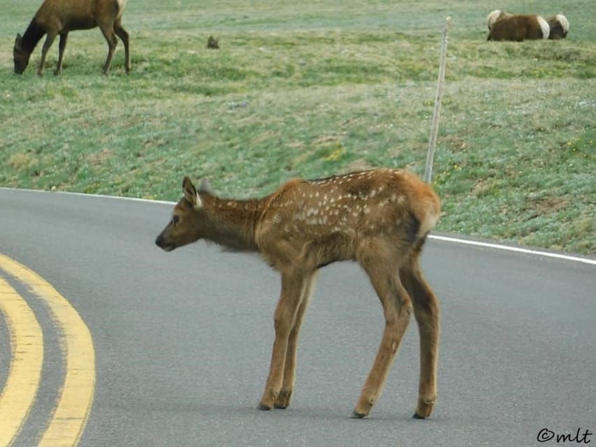 Estes Park: Rocky Mountain National Park Safari Tour - Who will get the most from this tour