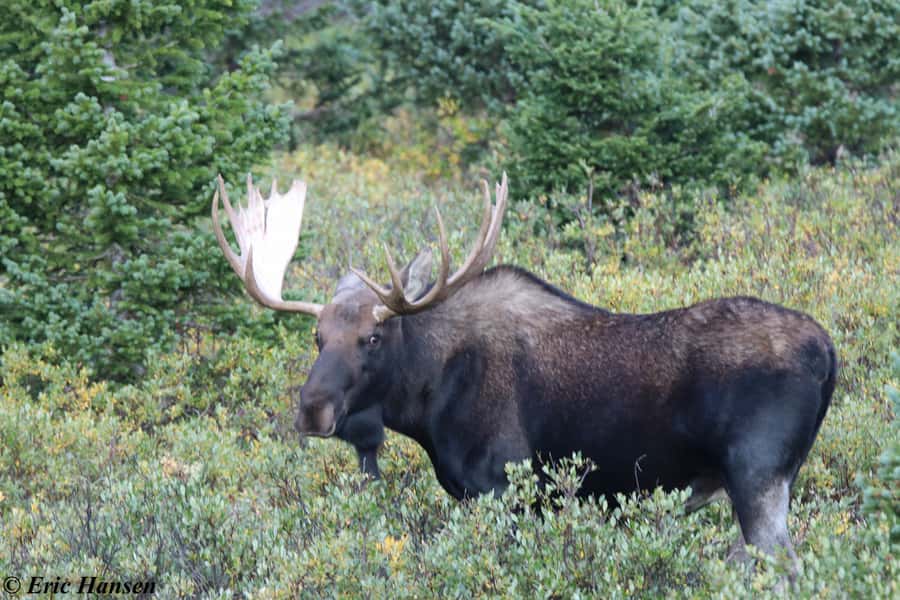 Estes Park: Rocky Mountain National Park Safari Tour - Old Fall River Road when it is open