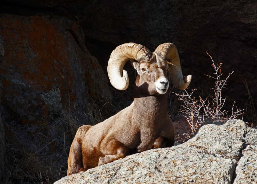 Estes Park: Rocky Mountain National Park Safari Tour - Should you book it?