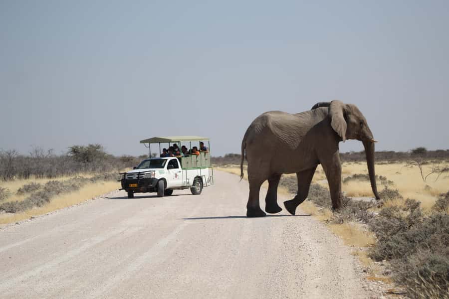 Etosha National Park: Full or Half-Day Game Drive - Key points to know before booking