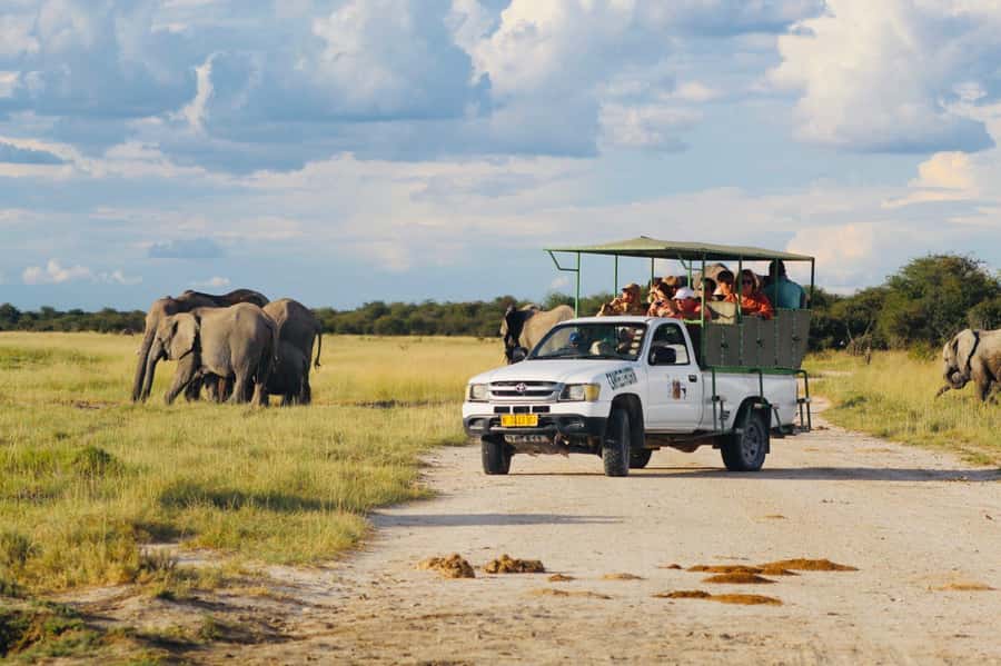 Etosha National Park: Full or Half-Day Game Drive - A flexible route shaped by animal sightings