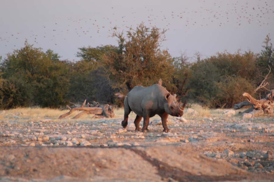 Etosha National Park: Full or Half-Day Game Drive - The animals you may see along the way