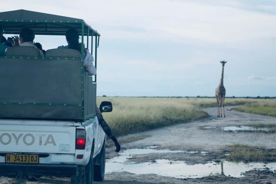 Etosha National Park: Full or Half-Day Game Drive - The midday break and the long afternoon