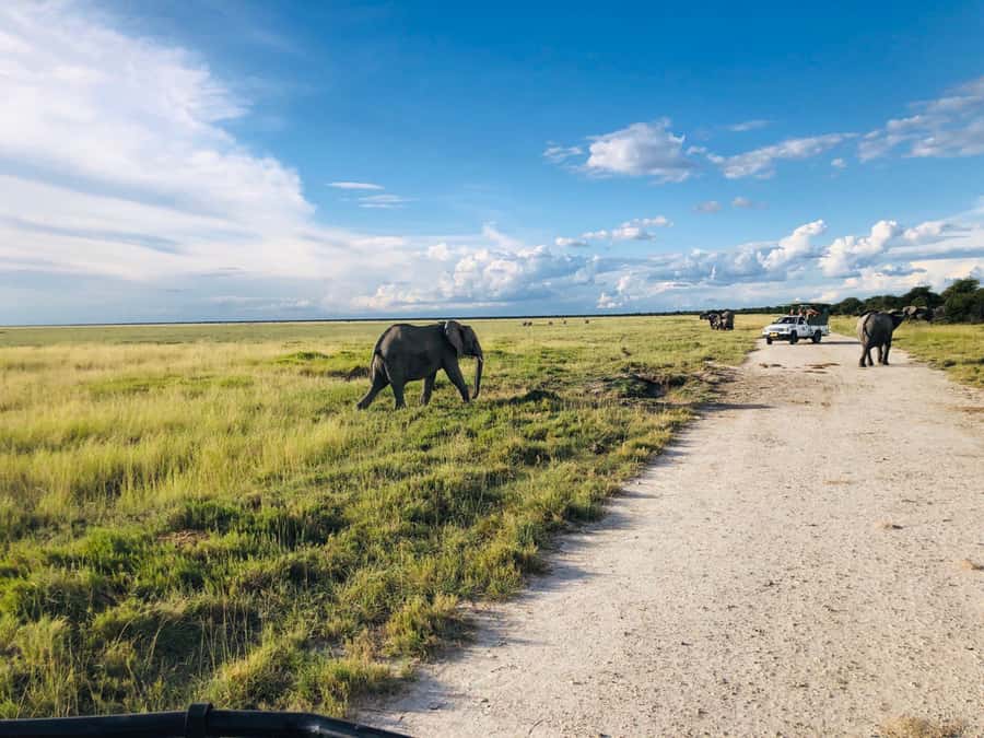Etosha National Park: Full or Half-Day Game Drive - What the $123 price really covers