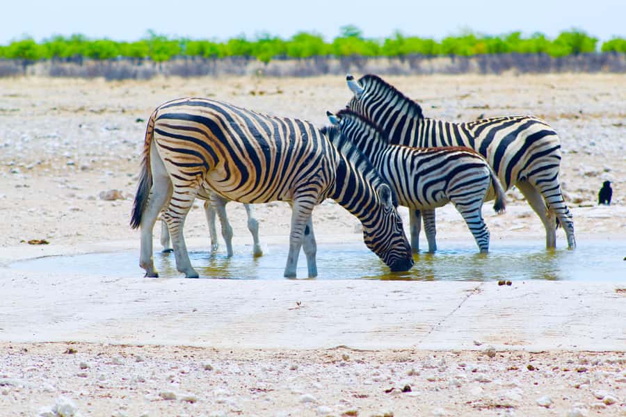 Etosha National Park: Full or Half-Day Game Drive - The guides are the heart of the experience