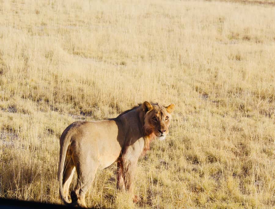 Etosha National Park: Full or Half-Day Game Drive - Practical preparation for a cold, dusty day