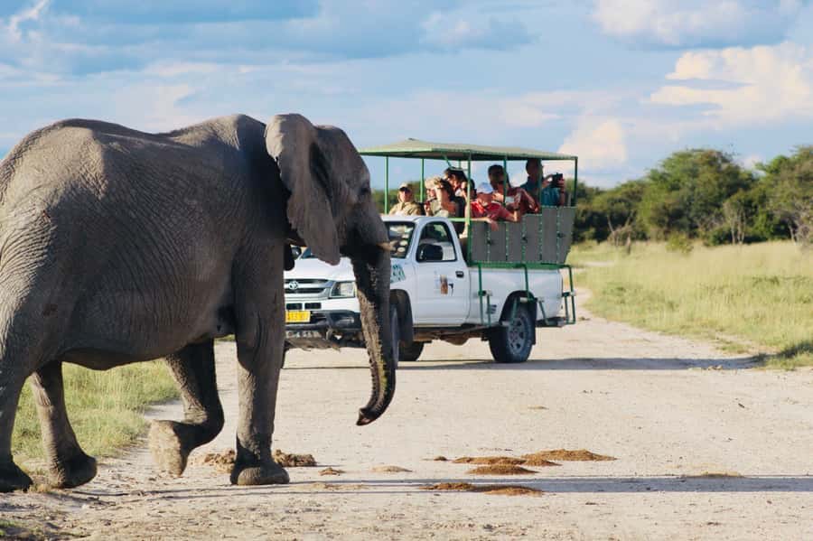 Etosha National Park: Full or Half-Day Game Drive - Starting at Anderson Gate before the crowds