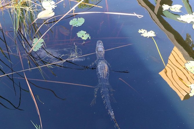 Everglades Airboat Safari Adventure with Transportation - What the $35 Miami airboat trip really offers