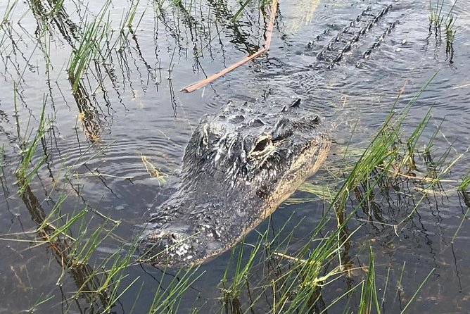 Everglades Airboat Safari Adventure with Transportation - A necessary distinction: Everglades National Park or a private airboat park?