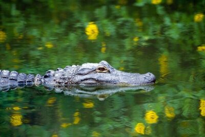 Everglades Airboat Safari Adventure with Transportation