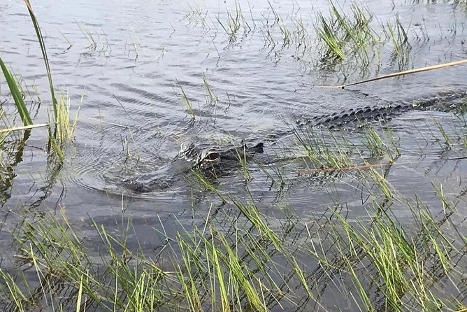 Everglades Airboat Safari Adventure with Transportation - The 40-minute airboat ride