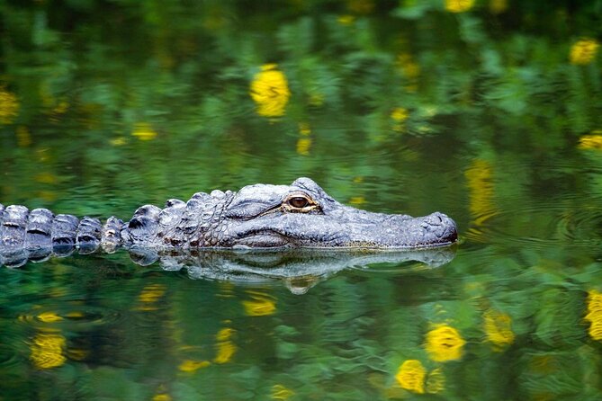 Everglades Airboat Safari Adventure with Transportation - The ride west or north from Miami