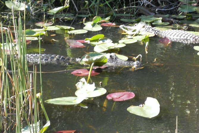 Everglades Airboat Tour from Fort Lauderdale with transportation - Morning or afternoon departure?