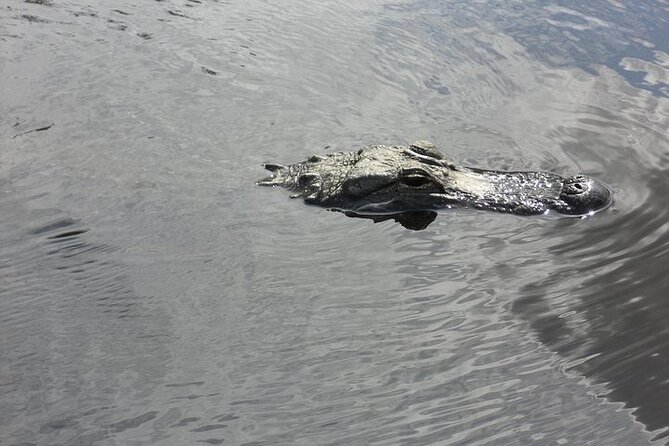 Everglades Airboat Tour from Fort Lauderdale with transportation - What the Everglades looks and feels like