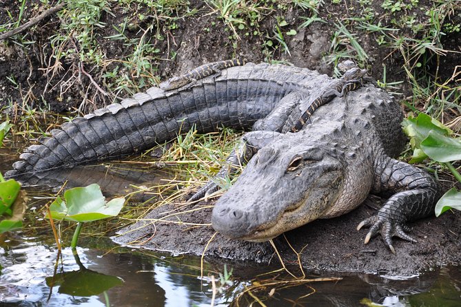 Everglades Airboat, Wildlife Show, and Roundtrip Bus From Miami - What this Everglades outing really offers
