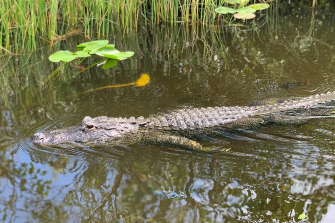 Everglades Airboat, Wildlife Show, and Roundtrip Bus From Miami - Alligators in the wild, then in the show