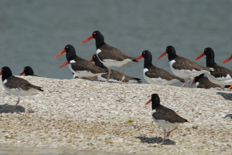 Everglades: Birding, Wildlife, and Photography Expedition - Meeting your guide at Parkway Marina
