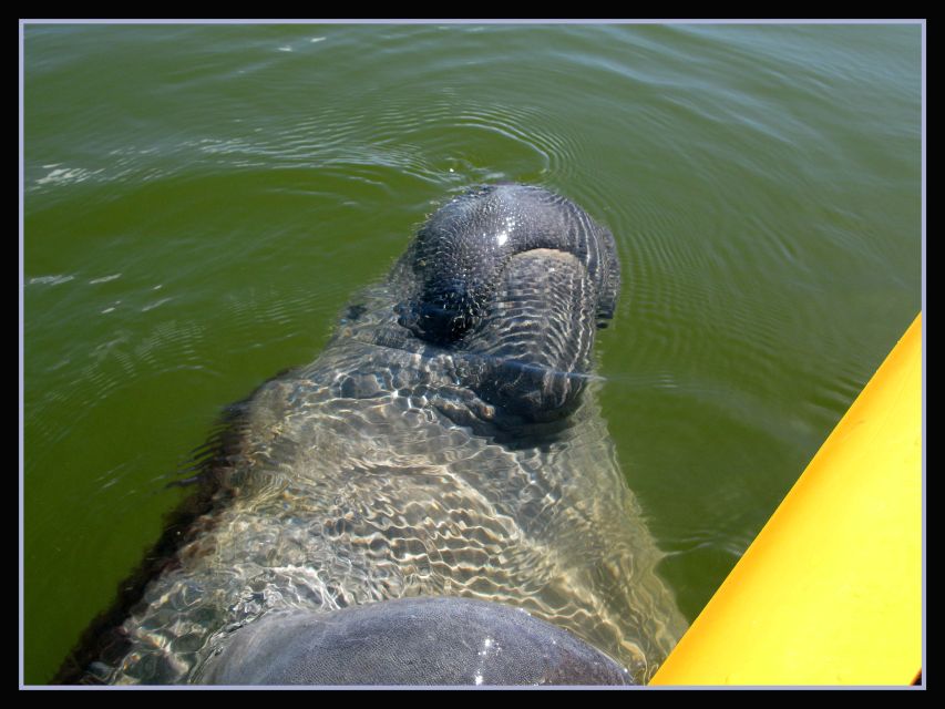 Everglades: Boat Assisted Kayak Eco Tour - Is $172 a fair price?